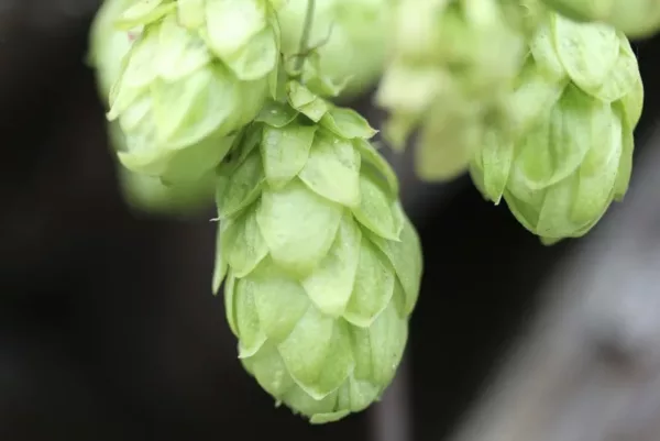 Closeup of hops growing on plant