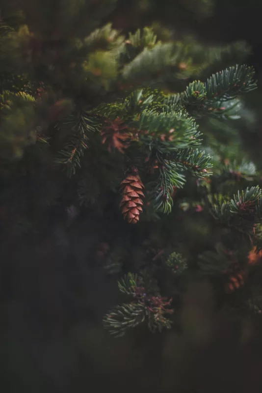 closeup photo of pine tree