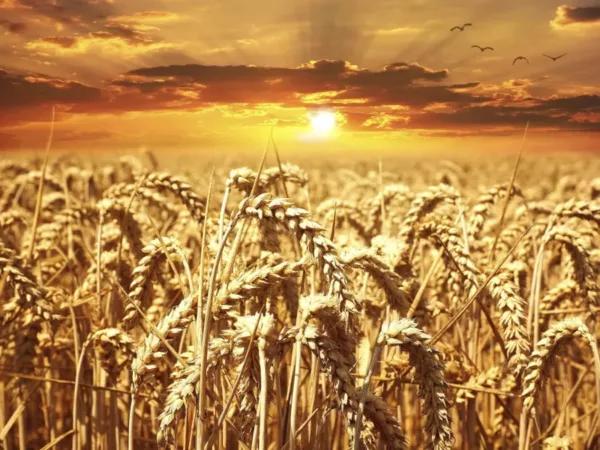 Free autumn wheat background