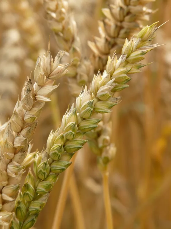 agriculture plant blur wheat