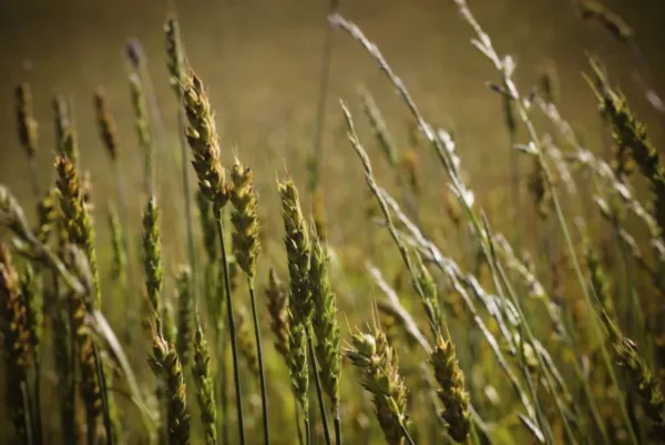Free barley crops image