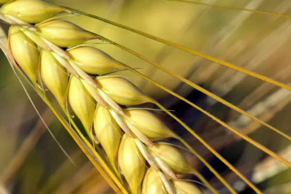 2-Row Pale Malt: The Silent Hero of Brewing Excellence