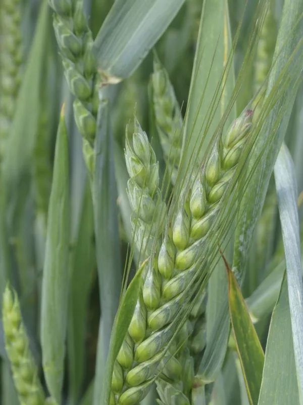 Beer: - Exploring the Fascinating World of Craft Beer Hops: The Key Players in Craft Beer, by IPAokay Craft beer hops