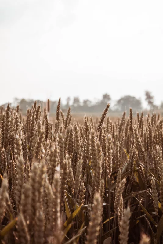 Beer: - Exploring the Fascinating World of Craft Beer Hops: The Key Players in Craft Beer, by IPAokay barley field
