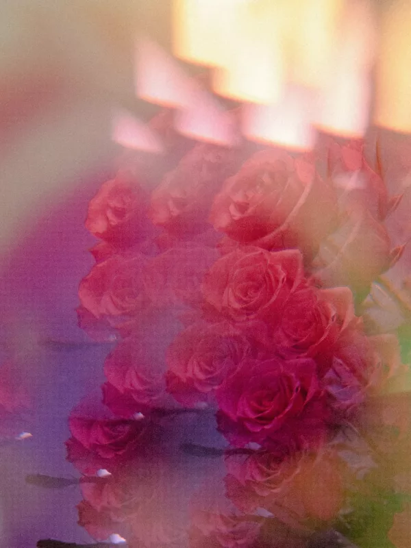 colorful double exposure of red roses